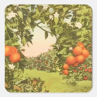 Adesivo Quadrado Pomar de Laranja Vintage