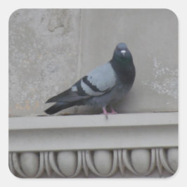 Adesivo Quadrado Pombo na cidade