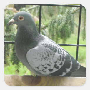 Adesivo Quadrado Pombo Perfeito