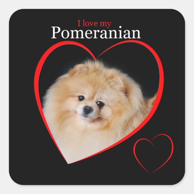 Adesivo Quadrado Pomeranian Sticker (Frente)