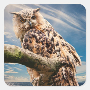 Adesivo Quadrado Pondering a coruja