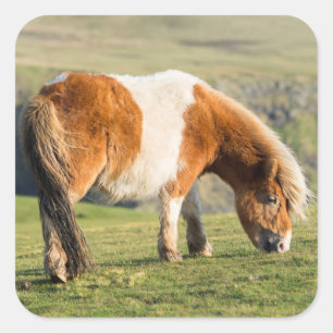 Adesivo Quadrado Pônei Shetland em Pastagem Perto de Falésias Altas