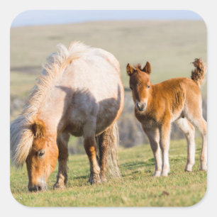 Adesivo Quadrado Pônei Shetland no Pasto Perto de Falésias Altos, É