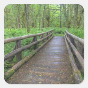 Adesivo Quadrado ponte de madeira Maple Glade trail, samambaias e