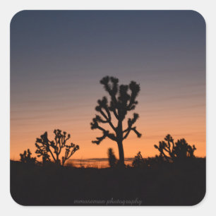 Adesivo Quadrado Ponteiro do Sol Joshua Trees