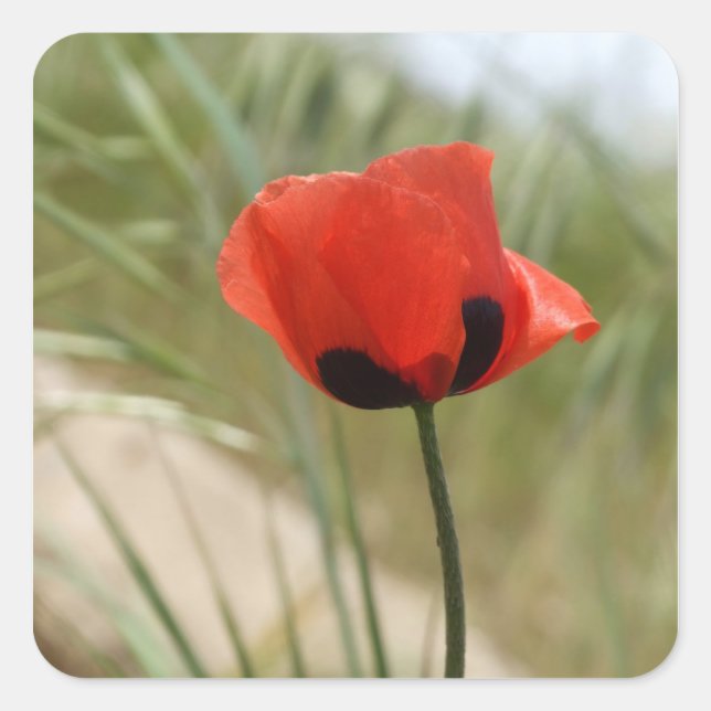 Adesivo Quadrado Poppy Stickers (Frente)