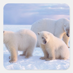 Adesivo Quadrado Porca do urso polar com os filhotes no gelo de