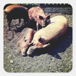 Adesivo Quadrado Porcos, tendo um abraço