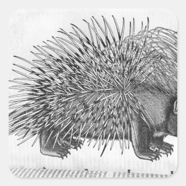 Adesivo Quadrado Porcupine, de "Historia Animalium" (Frente)