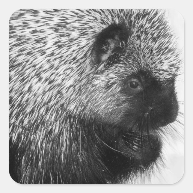 Adesivo Quadrado Porcupine Sticker (Frente)