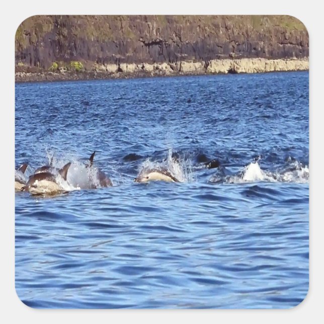 Adesivo Quadrado Portagem comum de golfinhos (Frente)