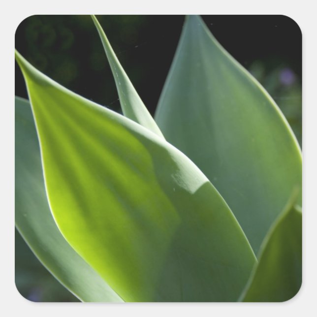 Adesivo Quadrado Portugal, Ilha da Madeira, Funchal. Botânica (Frente)