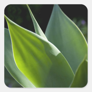 Adesivo Quadrado Portugal, Ilha da Madeira, Funchal. Botânica