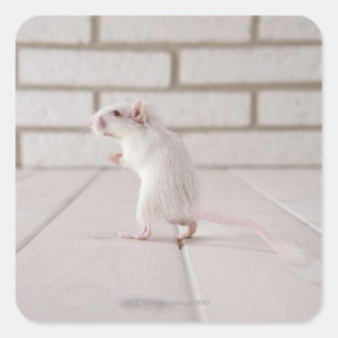 Adesivo Quadrado Posição do Gerbil