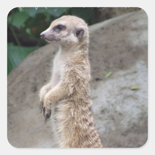 Adesivo Quadrado Posto Meerkat Stickers (Frente)