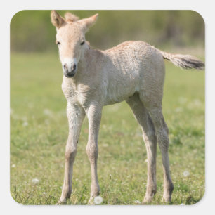 Adesivo Quadrado Potro do Cavalo de Przewalski, Hungria