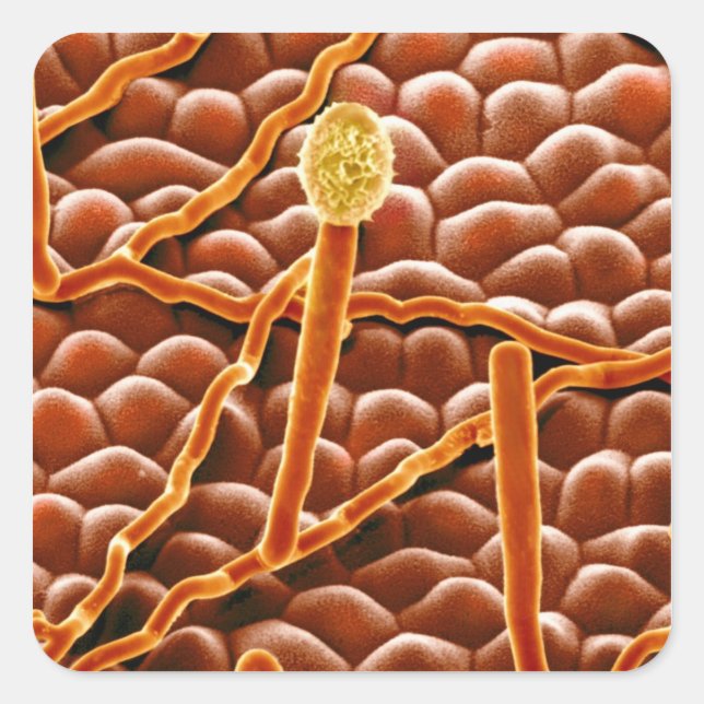 Adesivo Quadrado Powdery Mildew Fungus em Poinsettia (Frente)