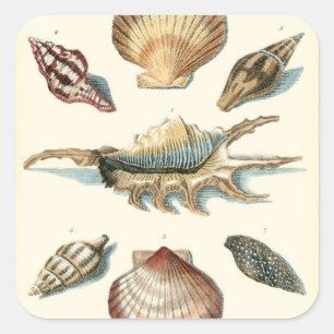 Adesivo Quadrado Praia da Shell Rico