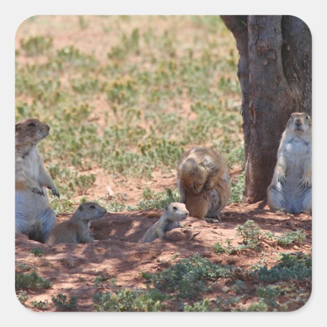 Adesivo Quadrado Prairie Dog Family (Frente)