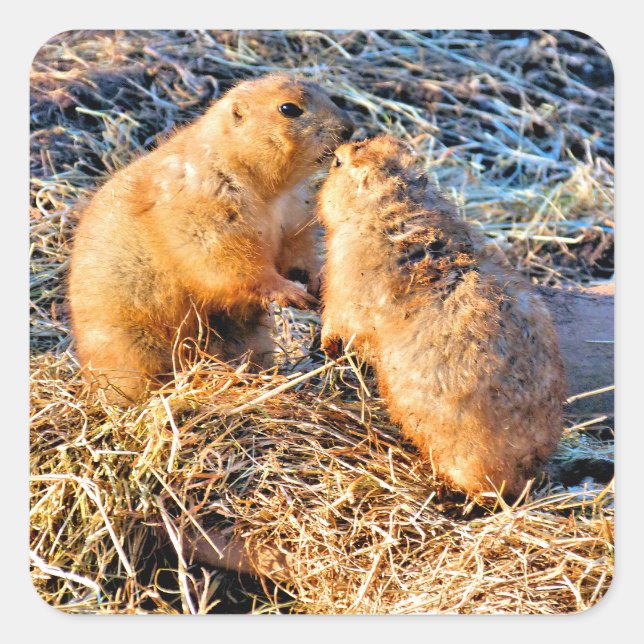 ADESIVO QUADRADO PRAIRIE DOGS (Frente)