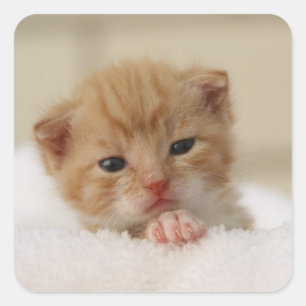 Adesivo Quadrado Precioso doce pequeno gatinho