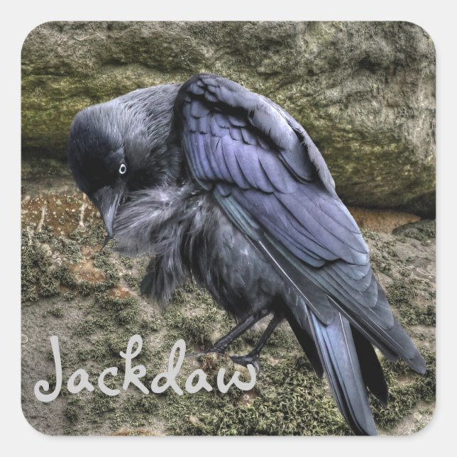 Adesivo Quadrado Preening Jackdaw em Stonehenge, Inglaterra (Frente)