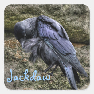 Adesivo Quadrado Preening Jackdaw em Stonehenge, Inglaterra