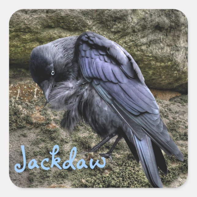 Adesivo Quadrado Preening Jackdaw em Stonehenge, Inglaterra (Frente)