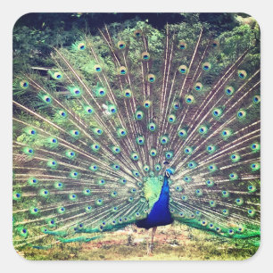 Adesivo Quadrado Preening Peacock Square Sticker