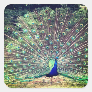 Adesivo Quadrado Preening Peacock Square Sticker