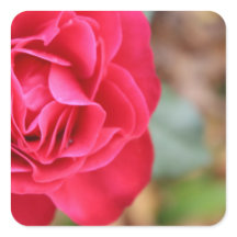 Presente com rosa para Dia de os namorados