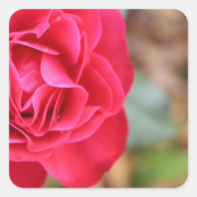 Adesivo Quadrado Presente com rosa para Dia de os namorados (Frente)