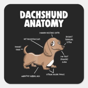 Adesivo Quadrado Presente para cães  Anatomia Dachshund Funny Wein