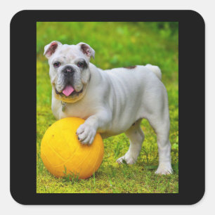Adesivo Quadrado Presente para Lover-in-touro de Bulldog de Basquet