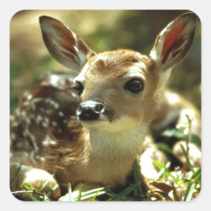 Adesivo Quadrado Presentes de Baby Deer