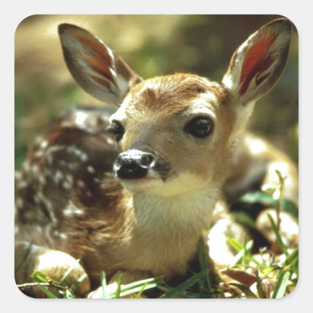 Adesivo Quadrado Presentes de Baby Deer (Frente)
