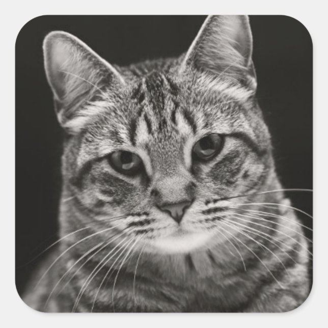 Adesivo Quadrado Preto Tabby Kitten (Frente)