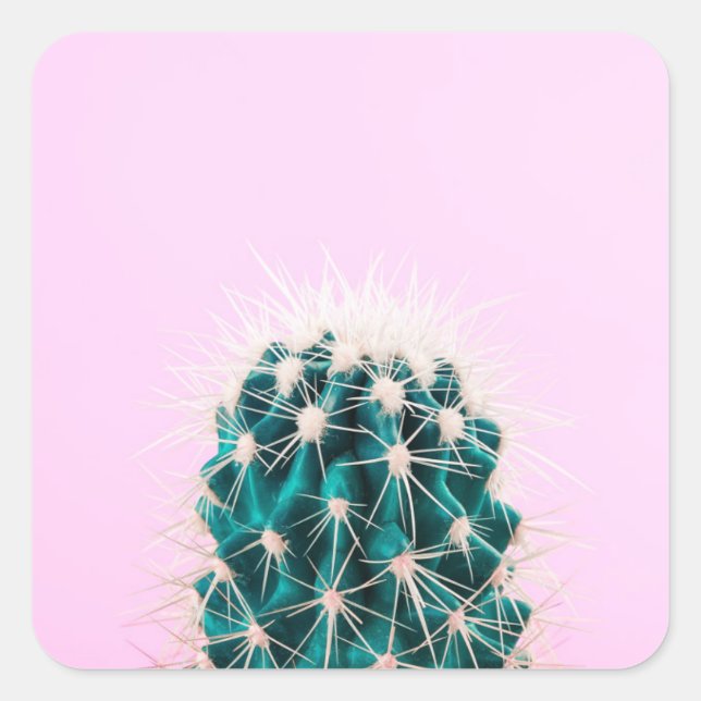 Adesivo Quadrado Prickley Cactus a Rosa (Frente)