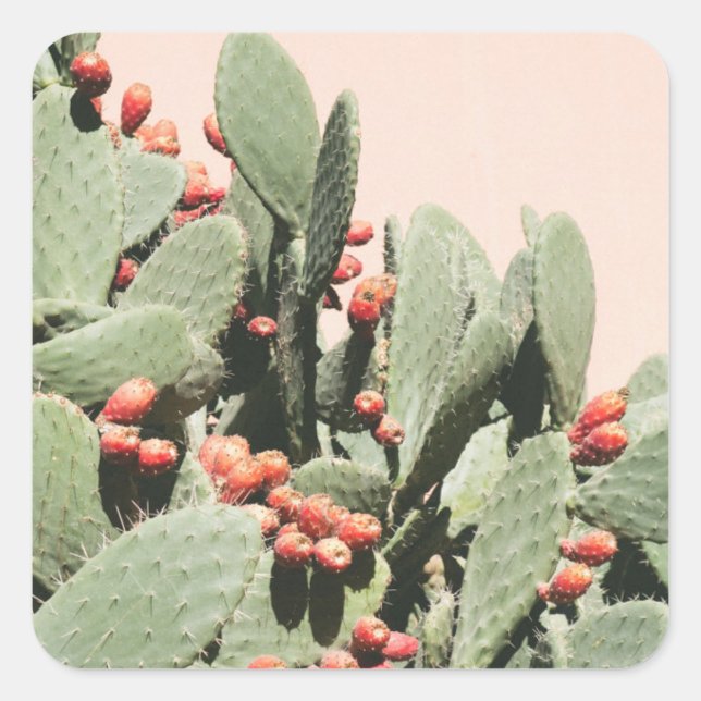 Adesivo Quadrado Prickley Pear Cactus (Frente)