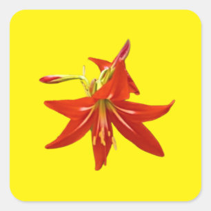 Adesivo Quadrado Primavera Blooms