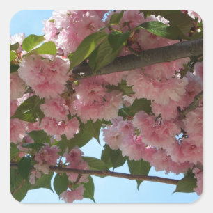 Adesivo Quadrado Primavera cor-de-rosa de florescência dobro da