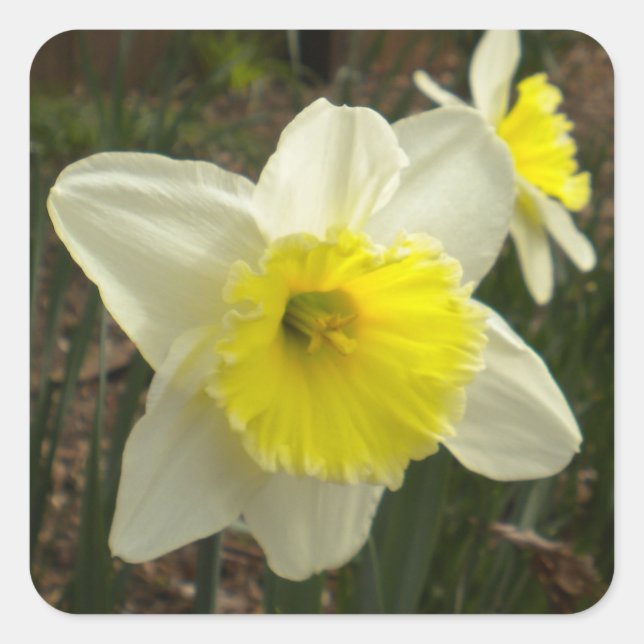 Adesivo Quadrado Primavera Daffodil Stickers (Frente)