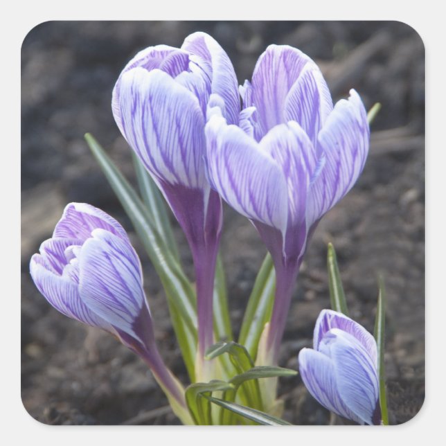 ADESIVO QUADRADO PRIMAVERA PURPER CROCUS (Frente)