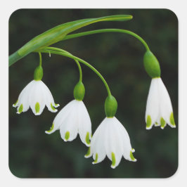 Adesivo Quadrado Primavera Snowflake Flowers Sticker
