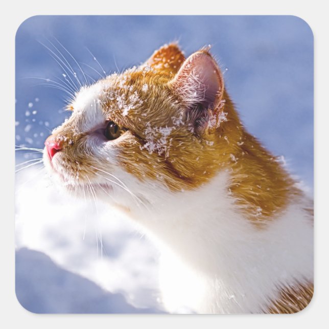 Adesivo Quadrado primeiro inverno (Frente)