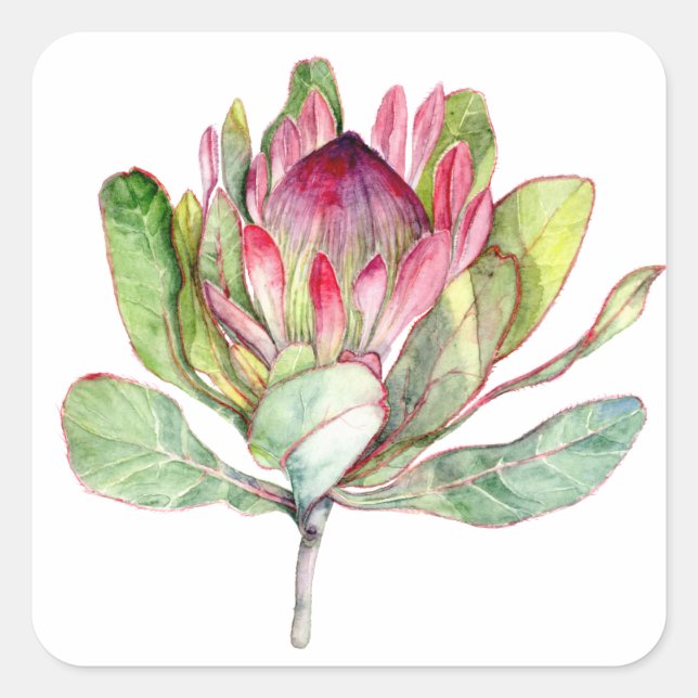 Adesivo Quadrado Protea Flor (Frente)