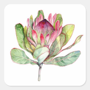 Adesivo Quadrado Protea Flor