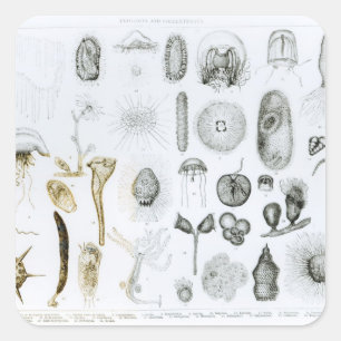 Adesivo Quadrado Protozoa e Coelenterata