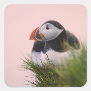 Adesivo Quadrado Puffin Atlântico (Fratercula arctica)