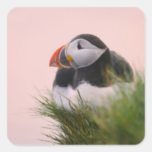 Adesivo Quadrado Puffin Atlântico (Fratercula arctica)
